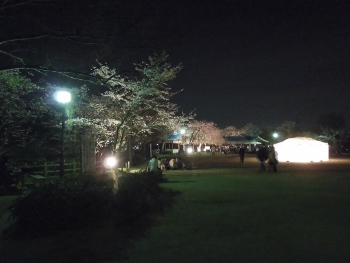 長野公園夜桜ライトアップ